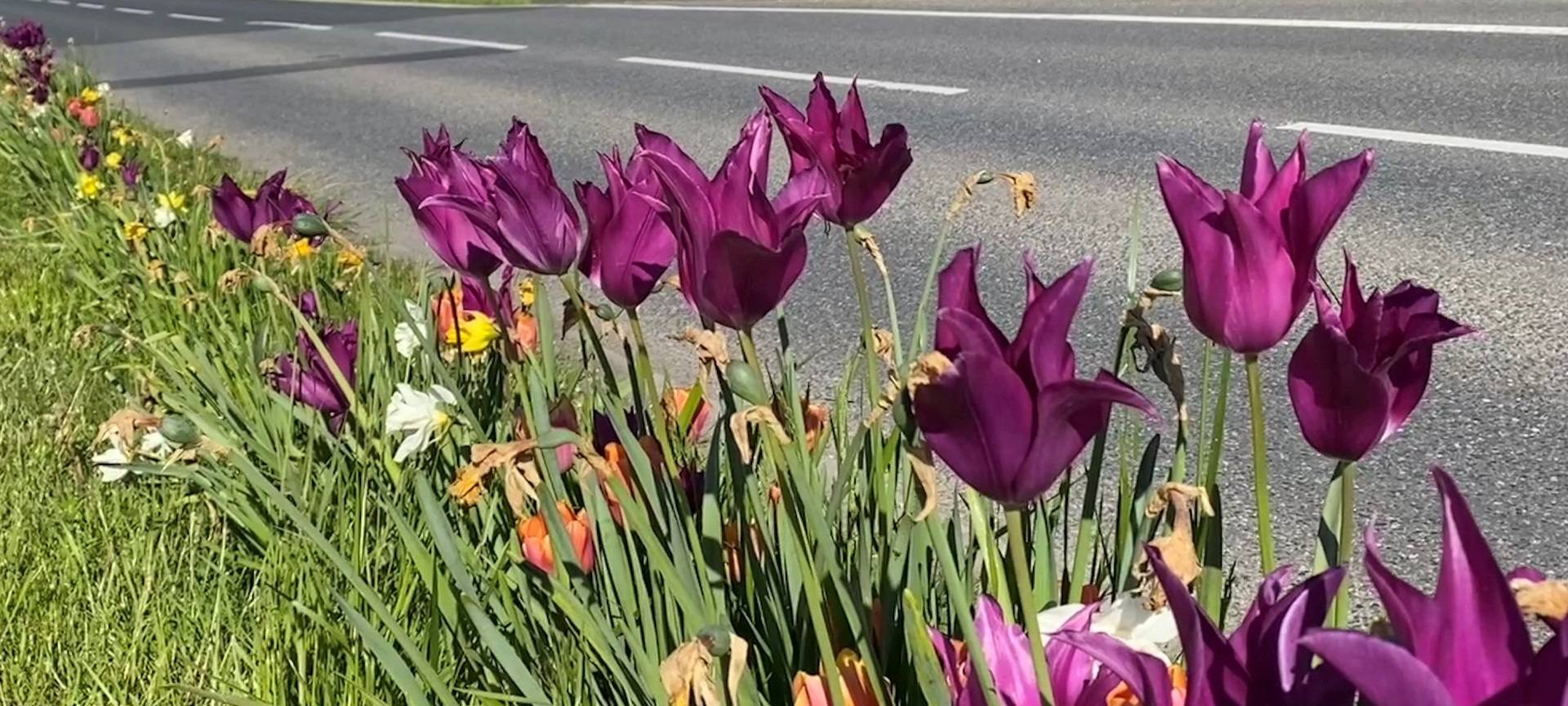 In Aachen leuchten Tulpen und Narzissen