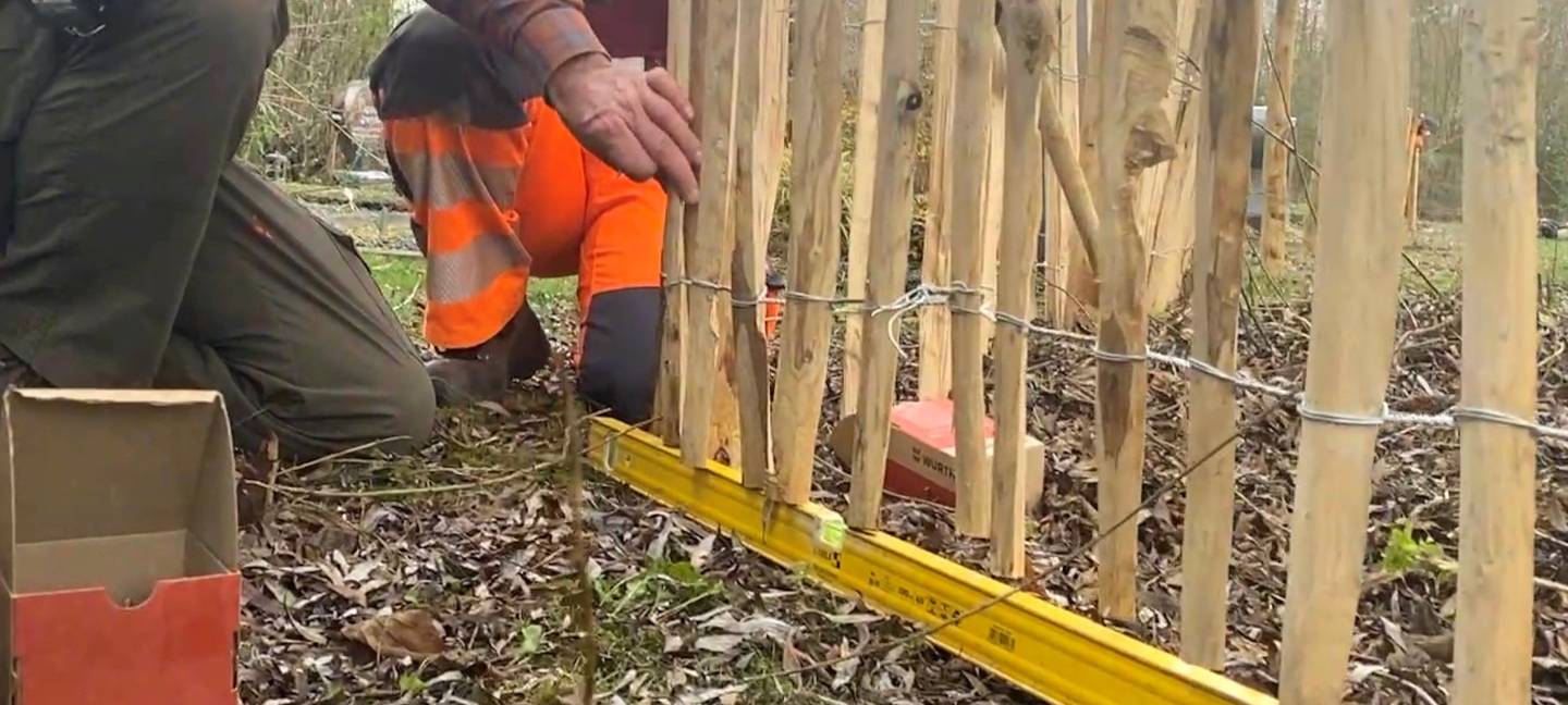 Schutz für alte Aachener Trauerweide