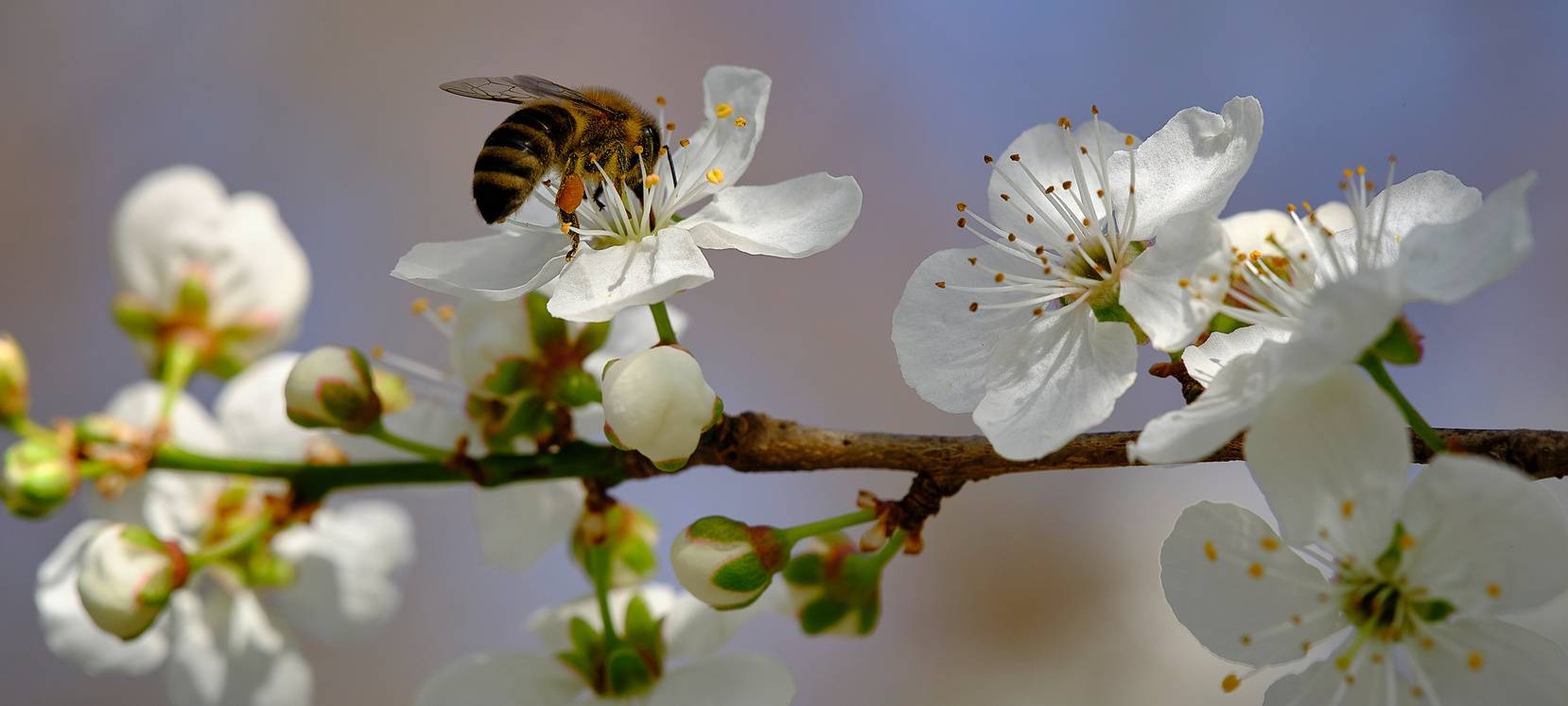 Weltbienentag: Pflaumenblüte mit Biene