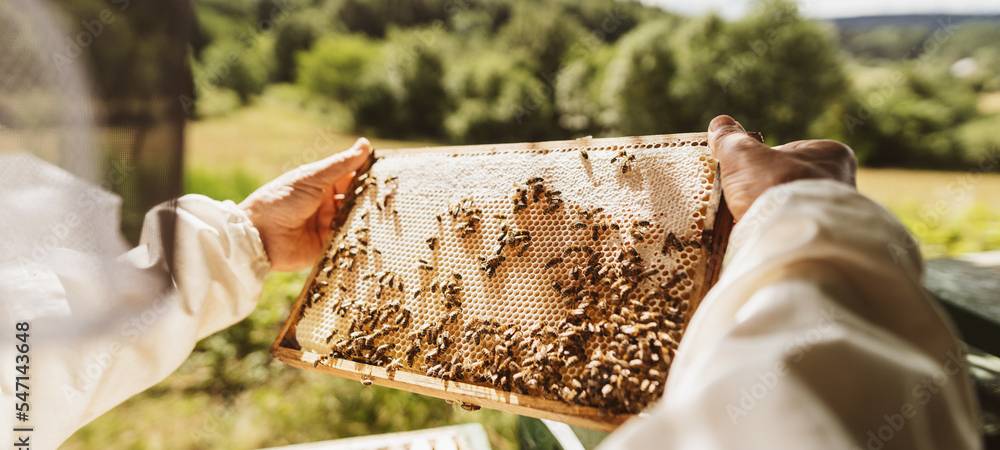 Weltbienentag: Imker bei der Arbeit