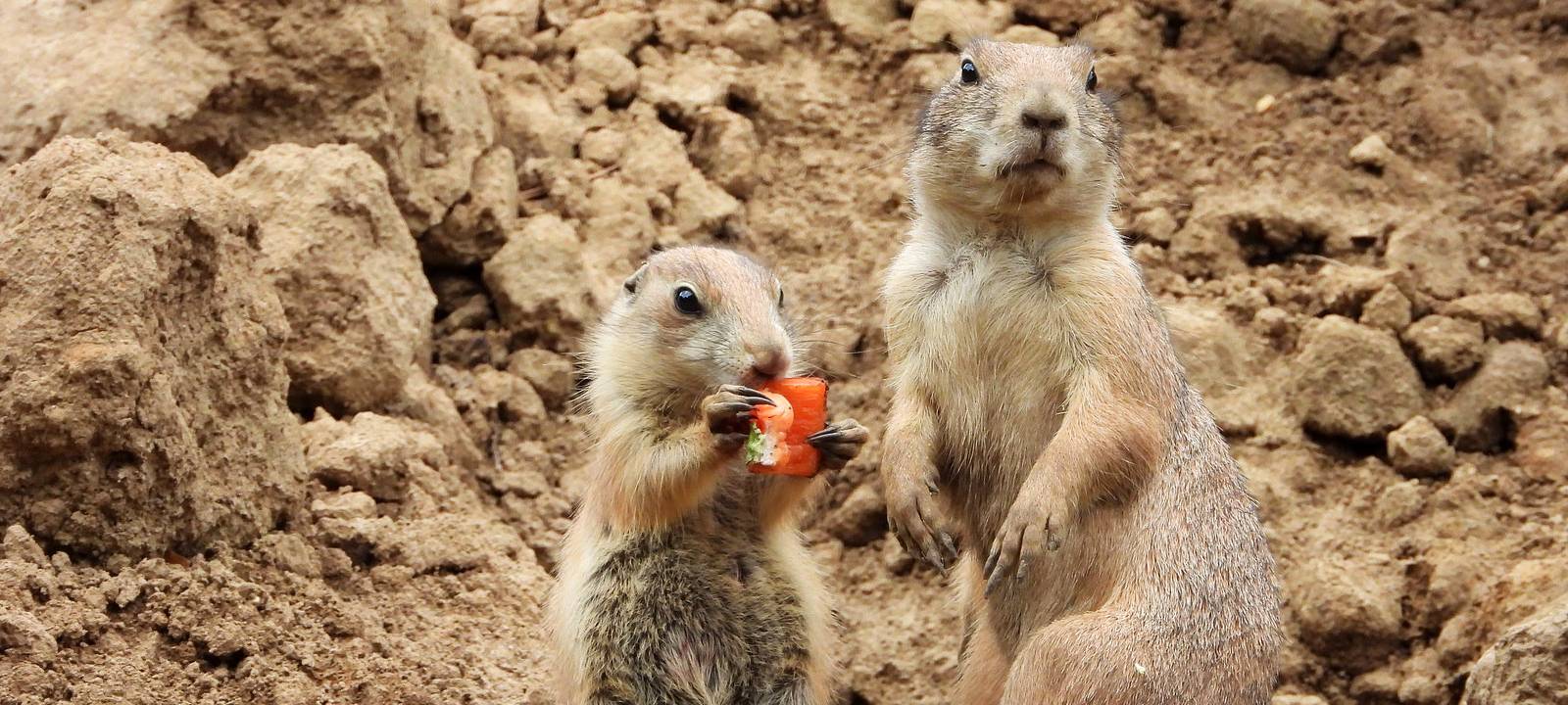 Aachener Tierpark: Neue Präriehunde im neuen Gehege