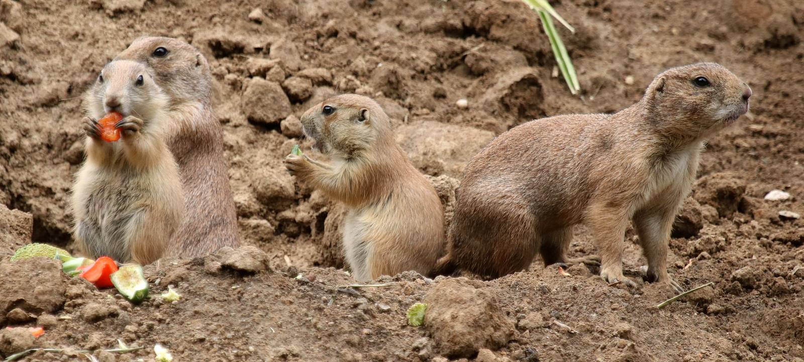 Aachener Tierpark: Neue Präriehunde im neuen Gehege