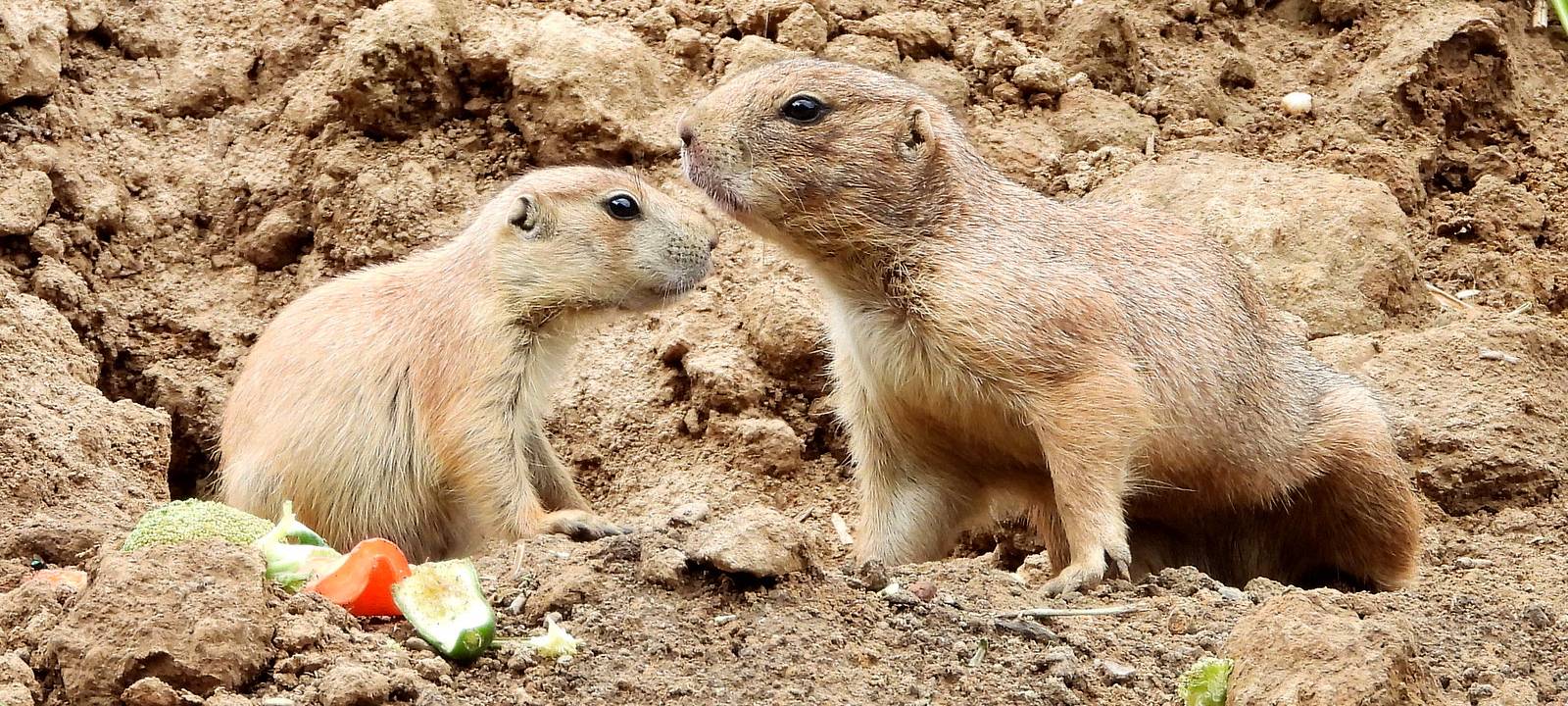 Aachener Tierpark: Neue Präriehunde im neuen Gehege