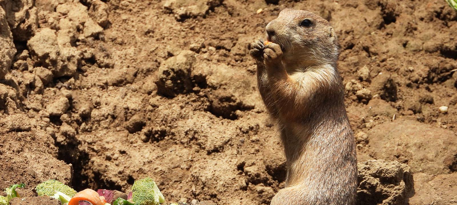 Aachener Tierpark: Neue Präriehunde im neuen Gehege