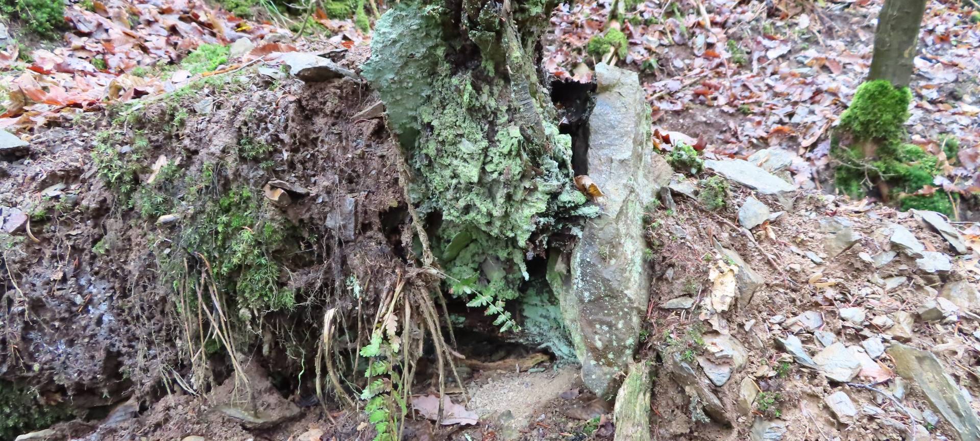 Seltene Arten im Nationalpark Eifel