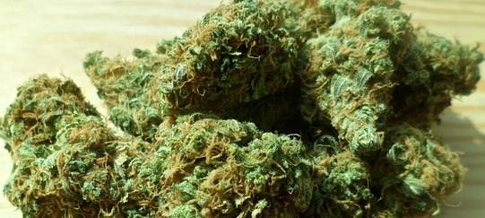 Bundespolizei stellt 4,5 Kilo Marihuana sicher