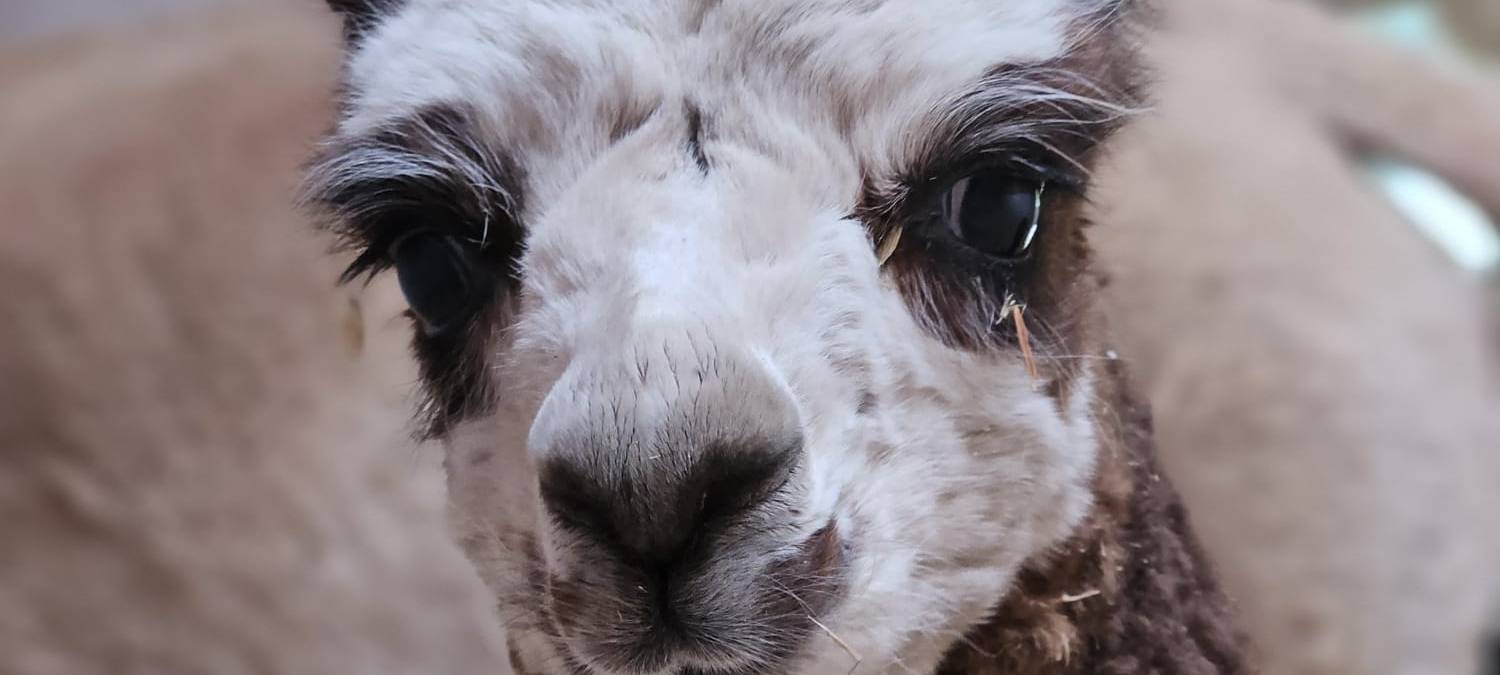 Aachener Tierpark freut sich über Alpaka-Baby