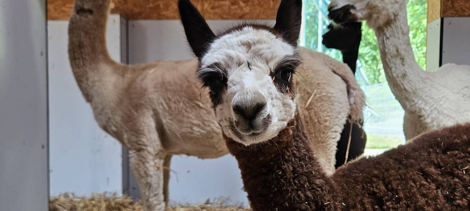 Aachener Tierpark freut sich über Alpaka-Baby