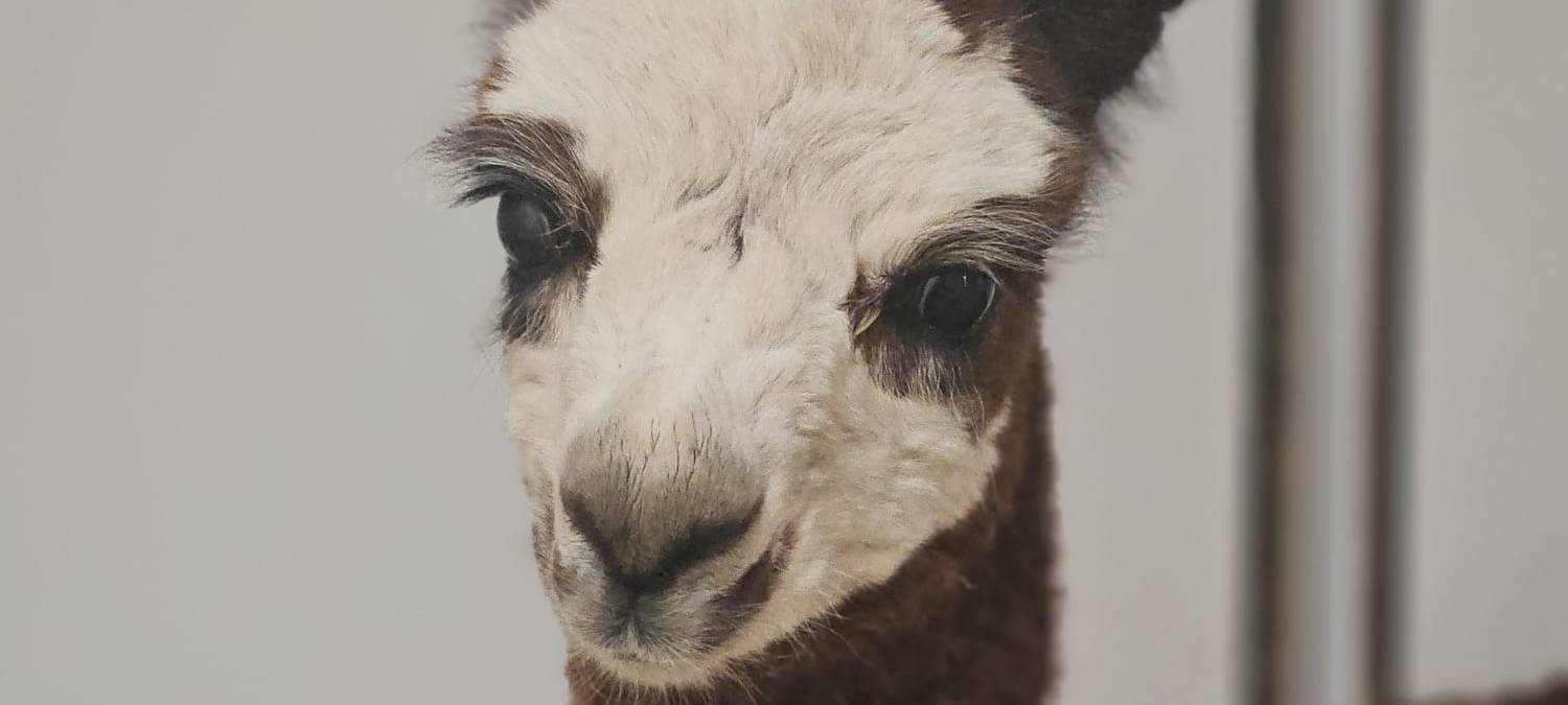 Aachener Tierpark freut sich über Alpaka-Baby