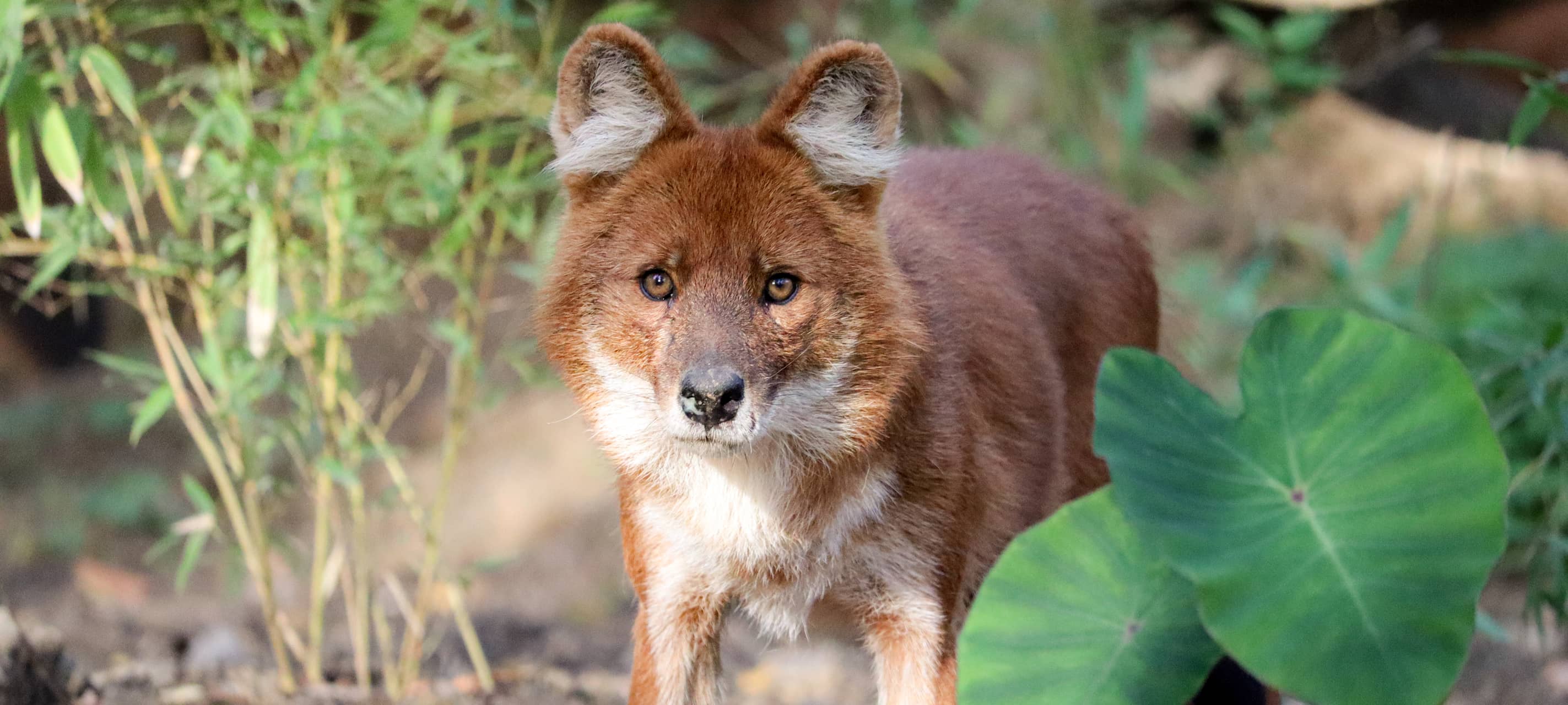 Nachwuchs im GaiaZOO: Großer Ameisenbär