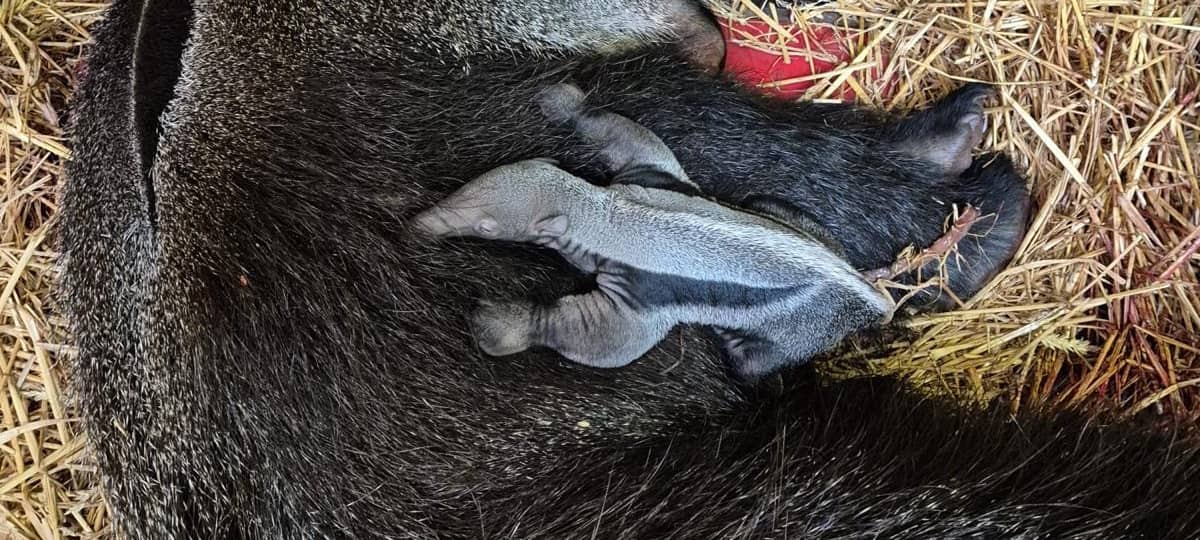 Nachwuchs im GaiaZOO: Großer Ameisenbär
