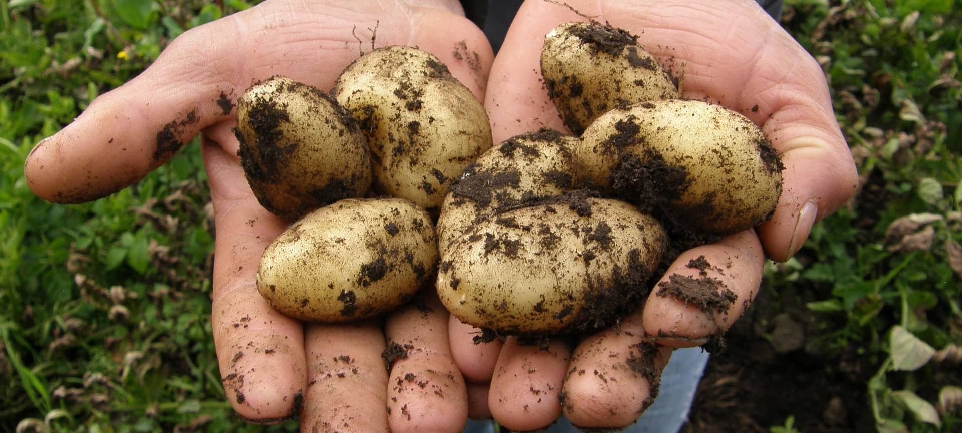 Weniger Kartoffeln geerntet und kürzere Fritten