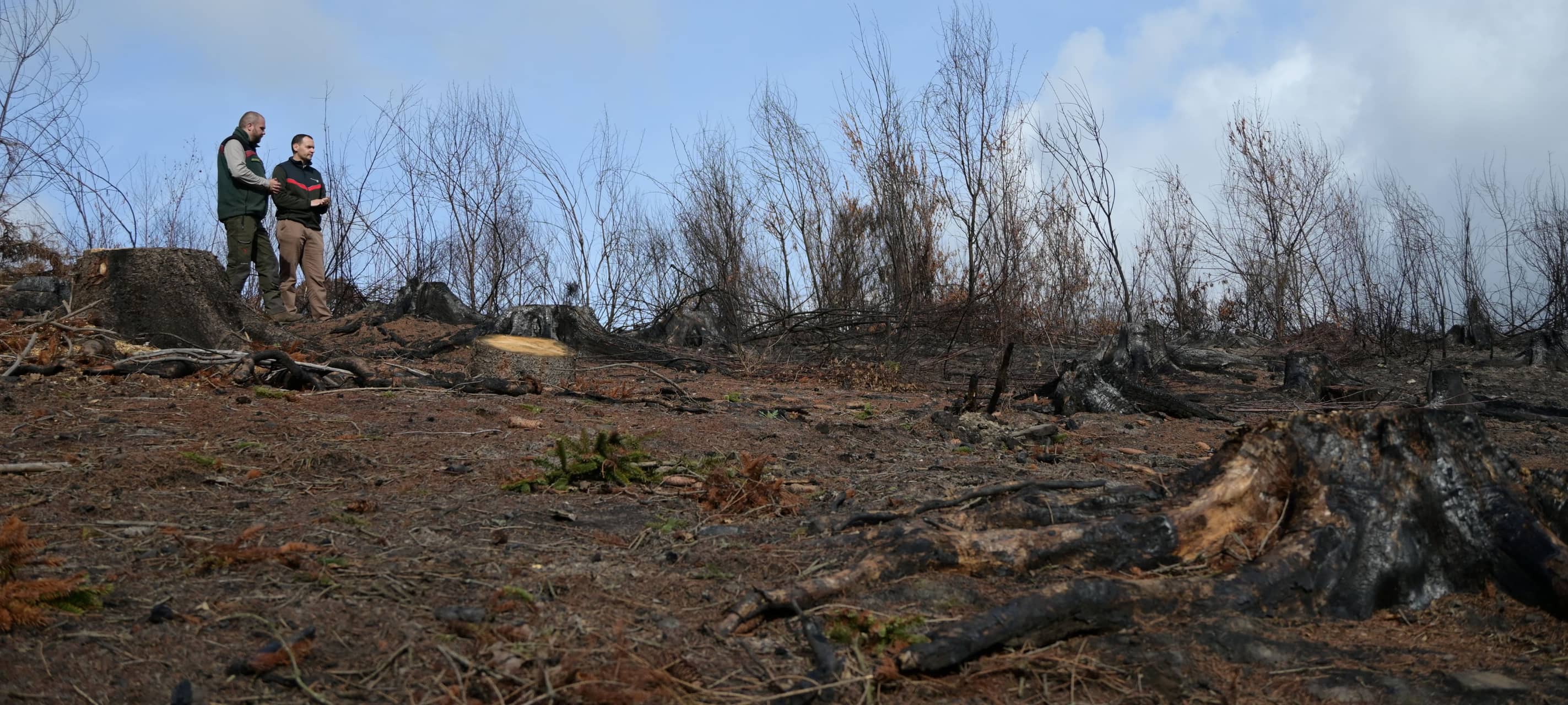 Hürtgenwald nach dem Großbrand
