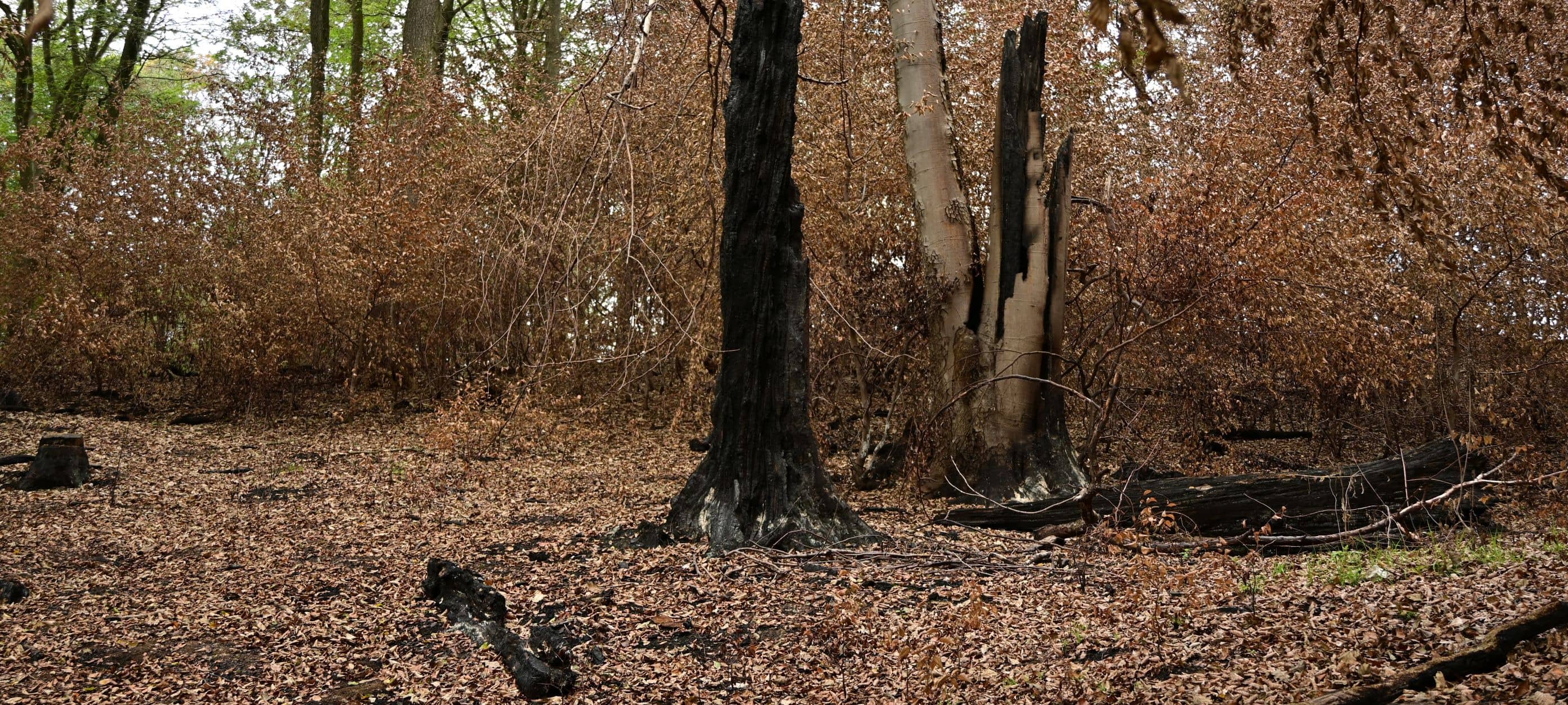 Hürtgenwald nach dem Großbrand