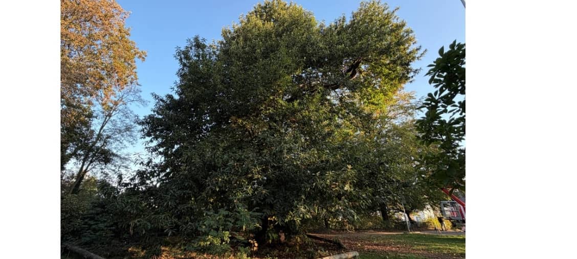 Alte Merksteine Esskastanie hat den Sommer überstanden