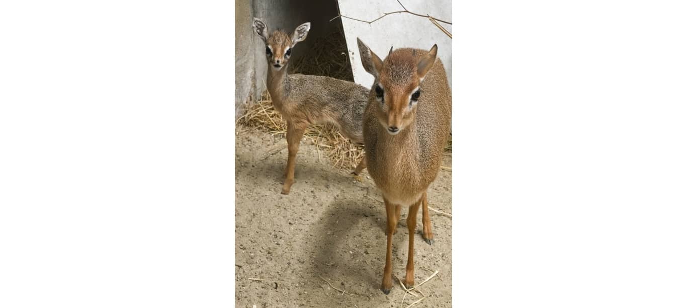 Nachwuchs im GaiaZOO: Gazelle und Zwergantilope