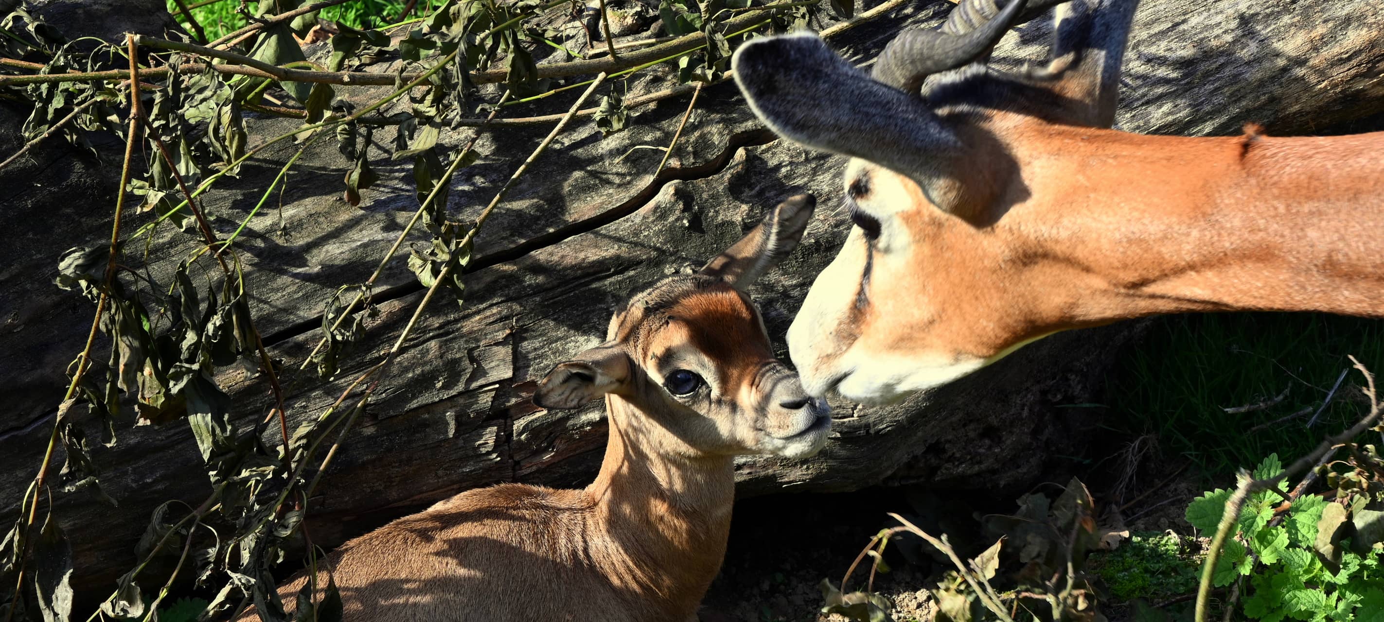 Nachwuchs im GaiaZOO: Gazelle und Zwergantilope