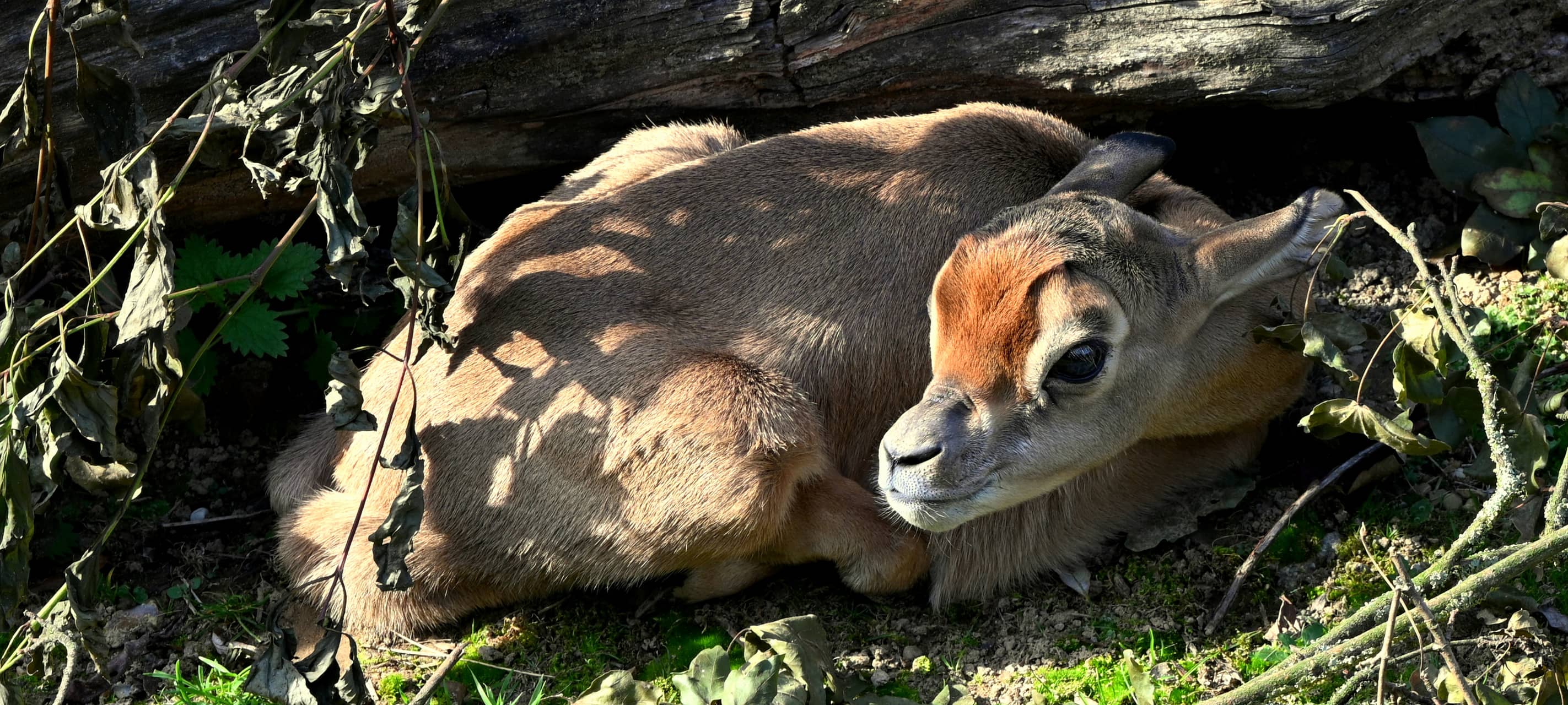 Nachwuchs im GaiaZOO: Gazelle und Zwergantilope