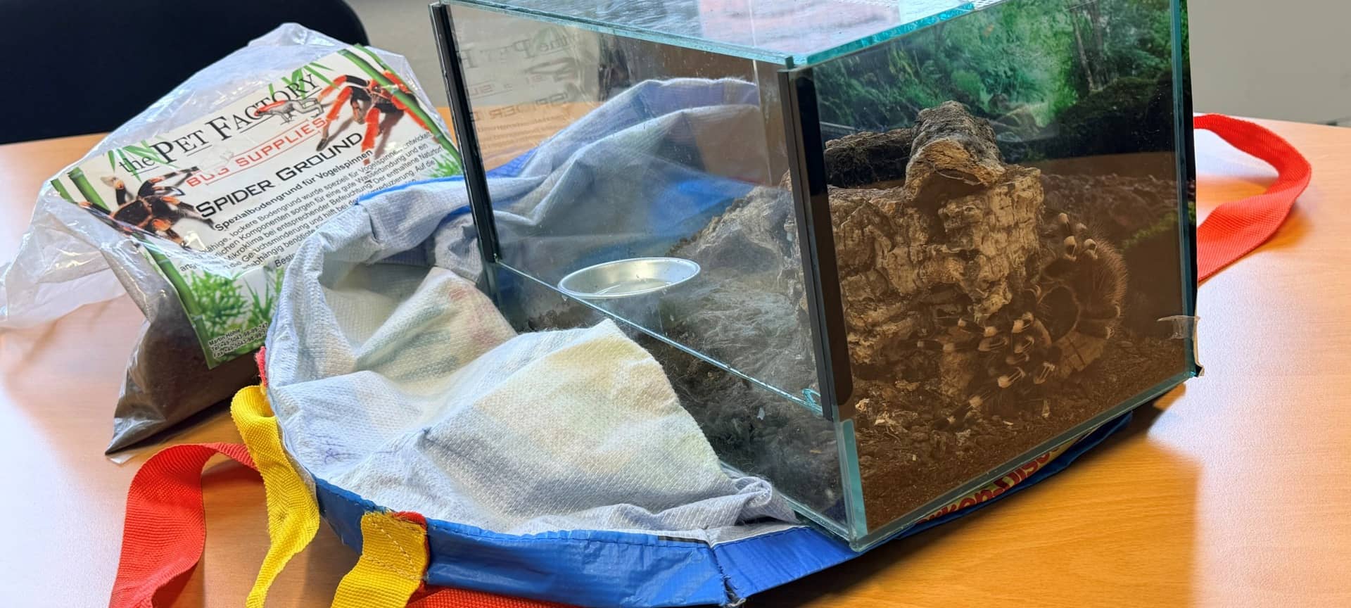 Vogelspinne in Aachen-Haaren ausgesetzt