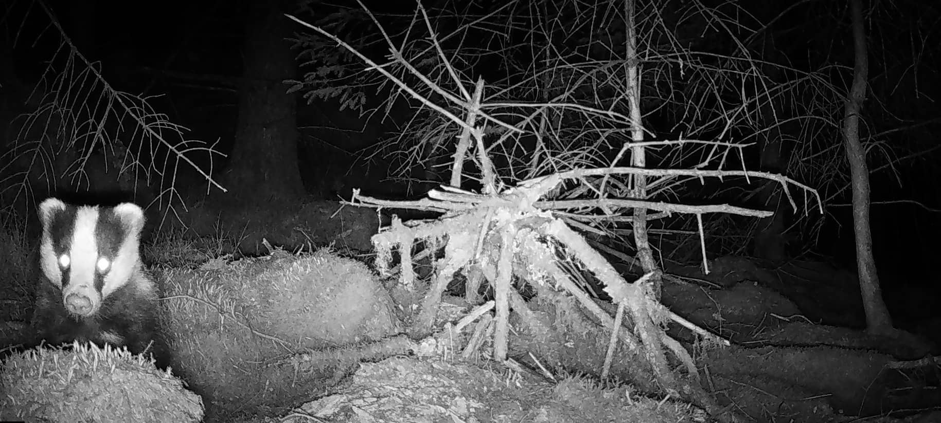 Europas Wildtiere in der Eifel