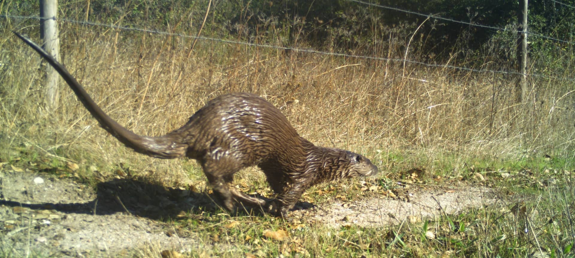 Europas Wildtiere in der Eifel