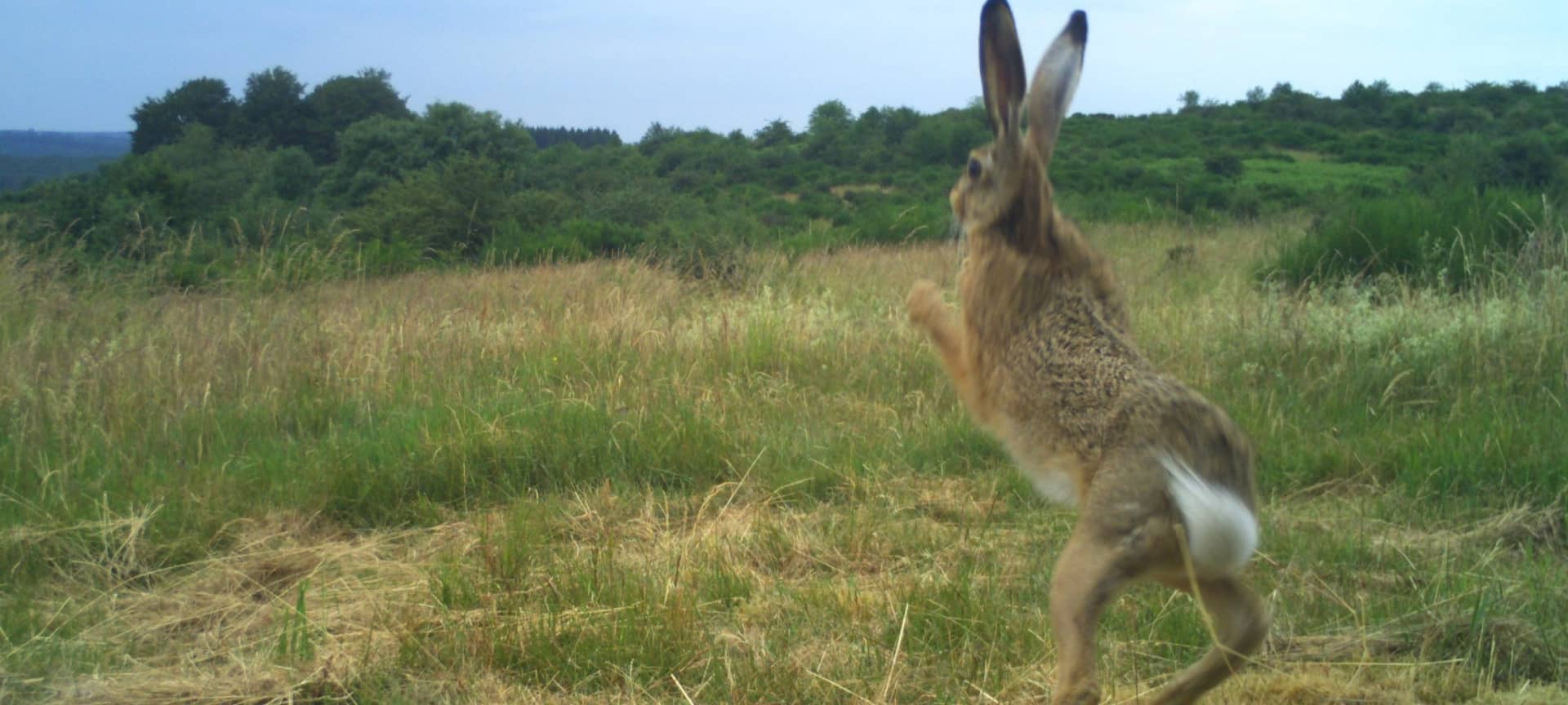 Europas Wildtiere in der Eifel
