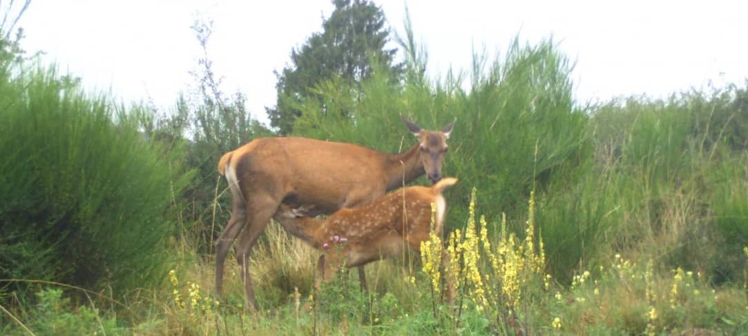 Europas Wildtiere in der Eifel
