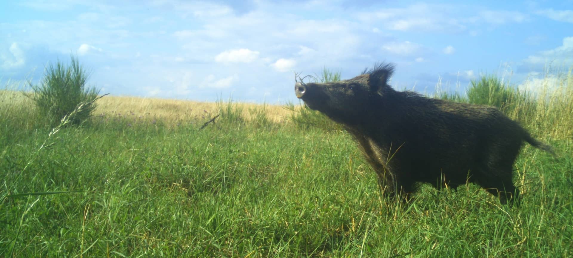 Europas Wildtiere in der Eifel