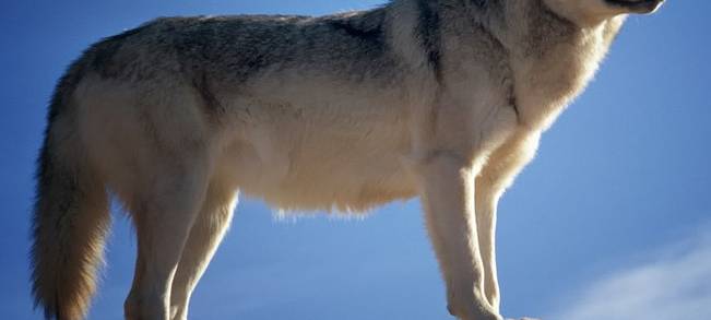 „Wolfsgebiet Eifel – Hohes Venn“ offiziell ausgewiesen