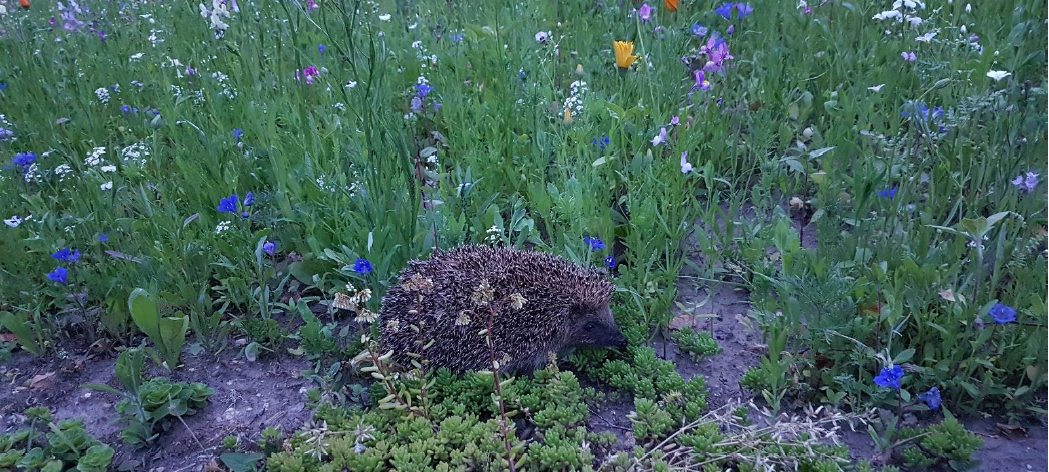 Die schönsten Vorgärten im Nordkreis