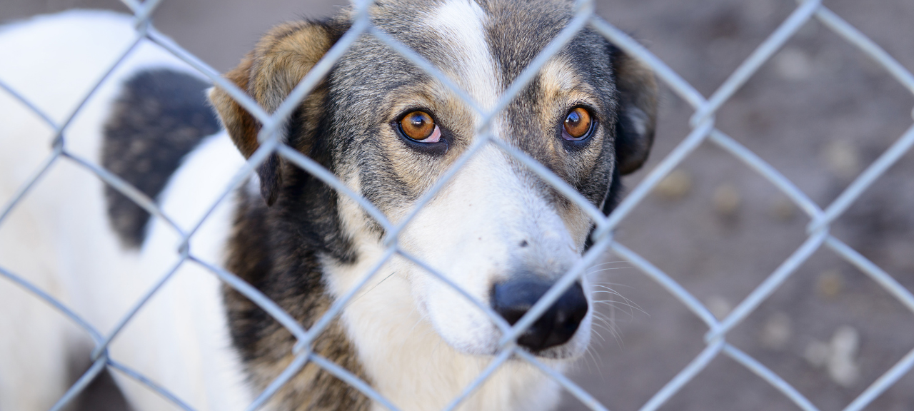 Verträge mit Tierschutzverein verlängert