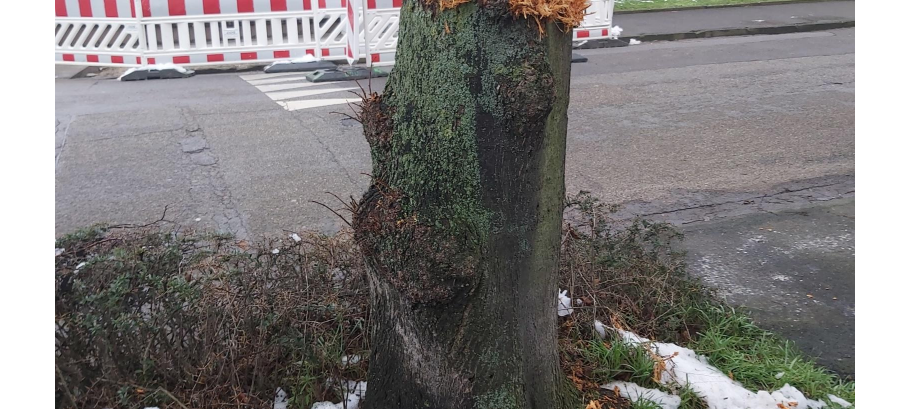 Lindenbaum in Herzogenrath mutwillig zerstört