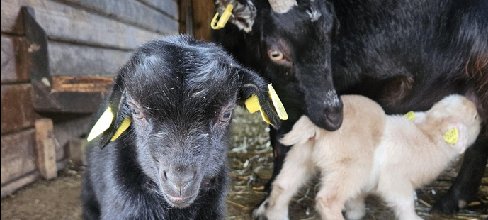 Unbekannte randalieren im Aachener Tierpark