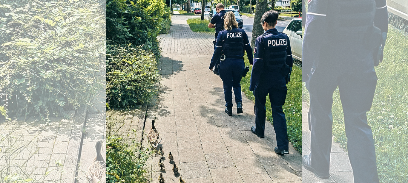 Geleitschutz für Entenfamilie im Frankenberger Viertel