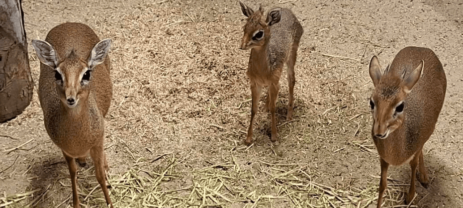 Nachwuchs im GaiaZOO: Gazelle und Zwergantilope