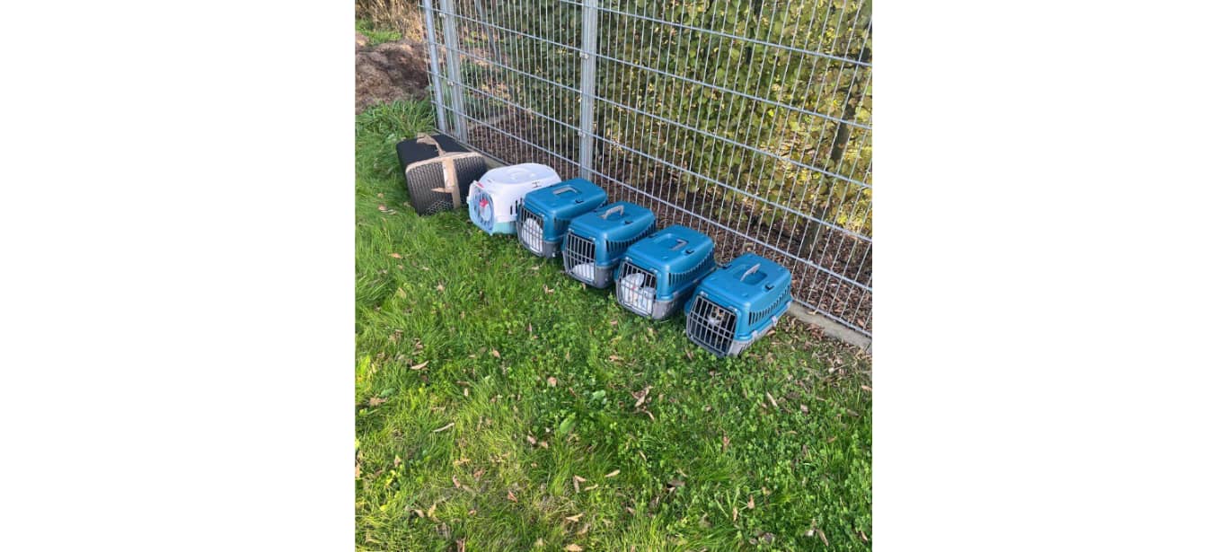 Katzen in Wegberg ausgesetzt - Zeugen gesucht