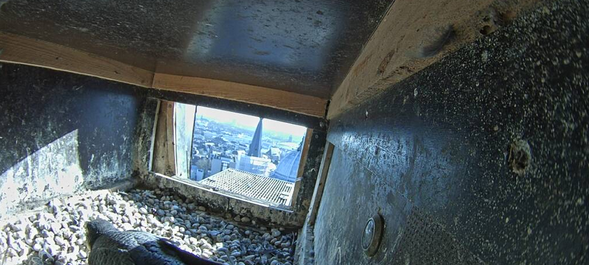 Wieder Falken im Westturm vom Aachener Dom